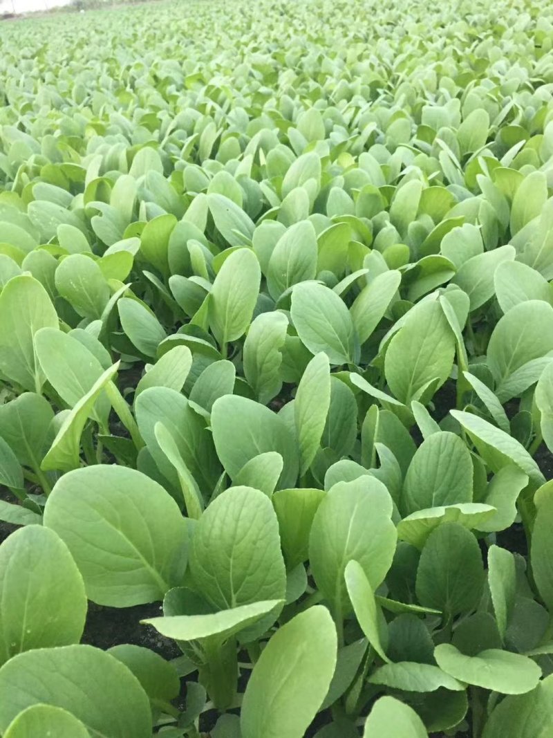 上海青小油菜万亩基地货源稳定诚信合作视频看货等您来电