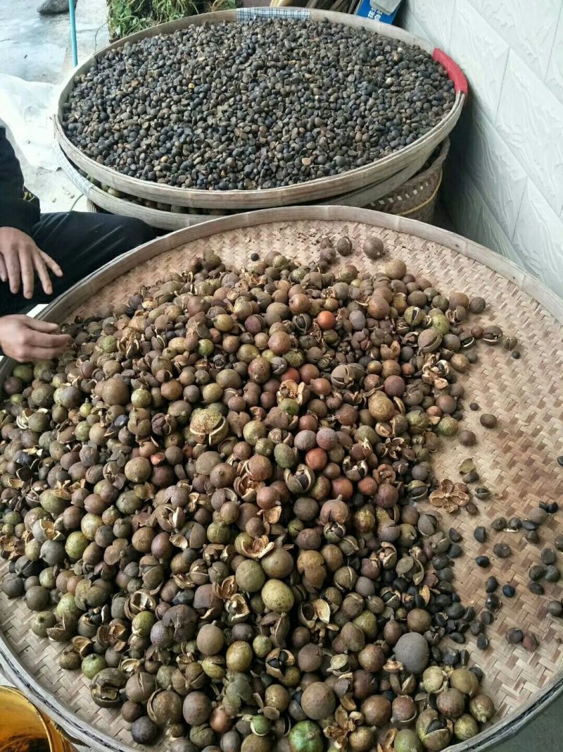 高山山茶油茶油绿色食用油茶籽油