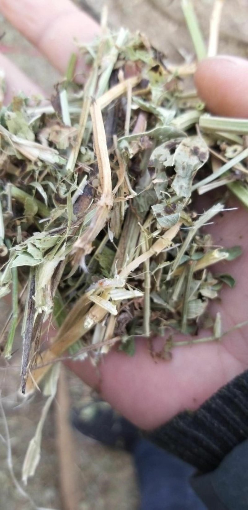 花生秧，花生秧价格，花生秧羊牛草，花生秧饲料