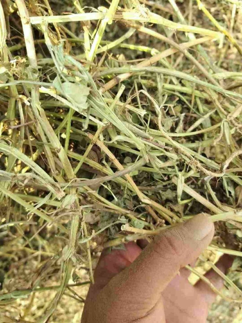 花生秧，花生秧价格，花生秧羊牛草，花生秧饲料