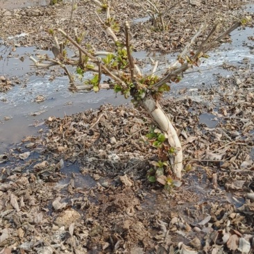 四年金银花树