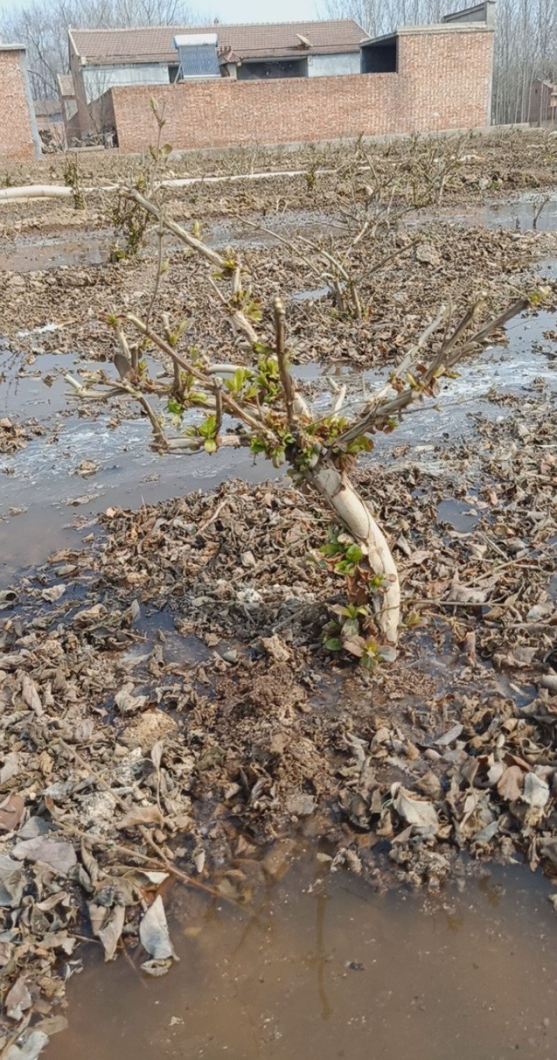 四年金银花树
