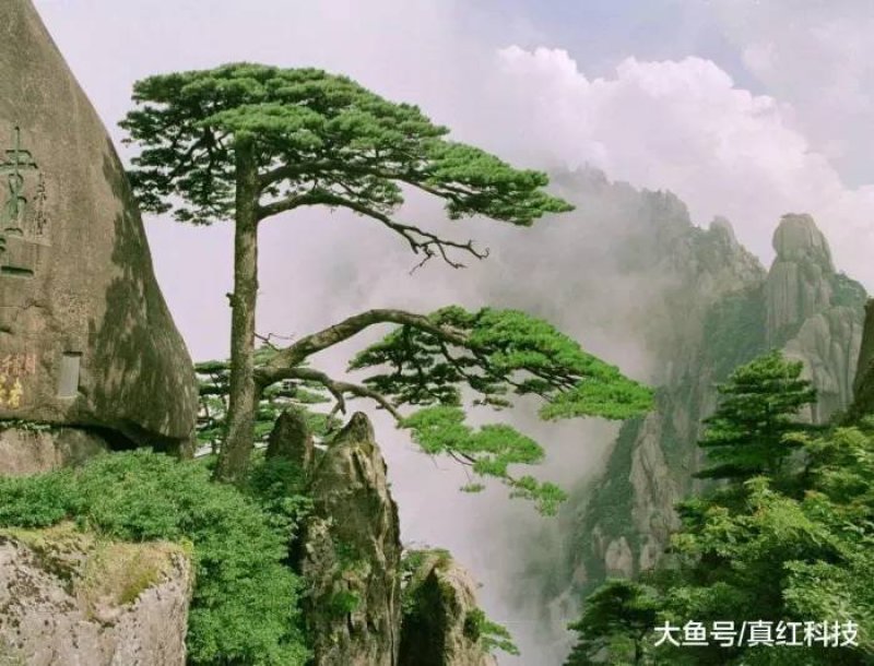 白术籽