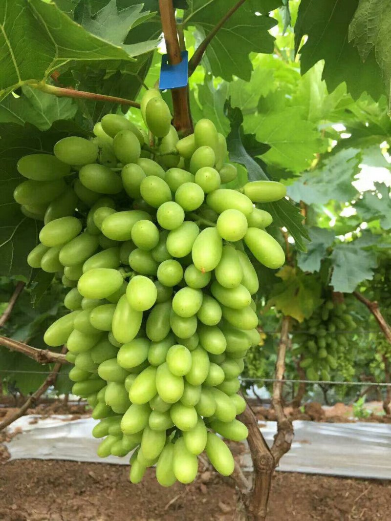 葡萄。青提白鸡心。