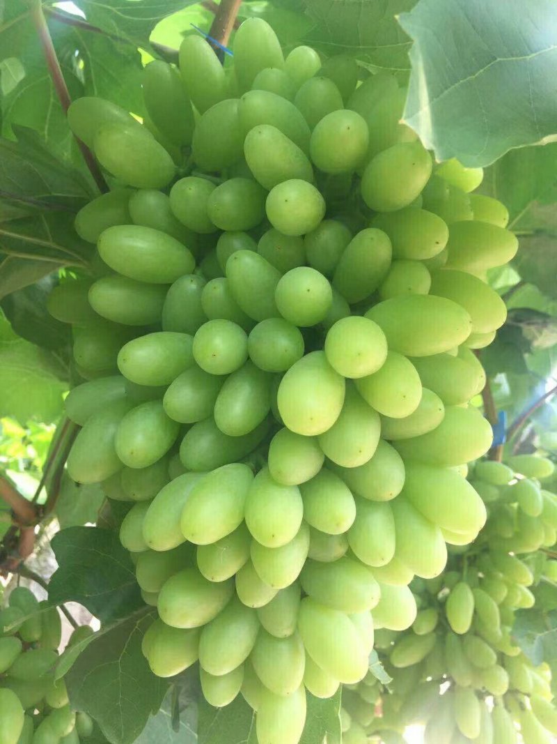 葡萄。青提白鸡心。