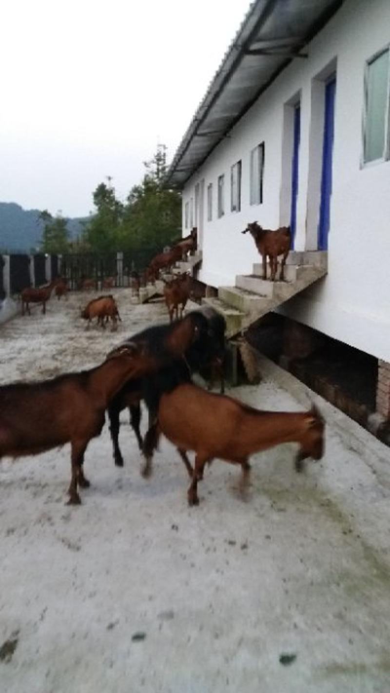 四川南江县提供大量正宗优质纯种原生态放牧南江黄羊