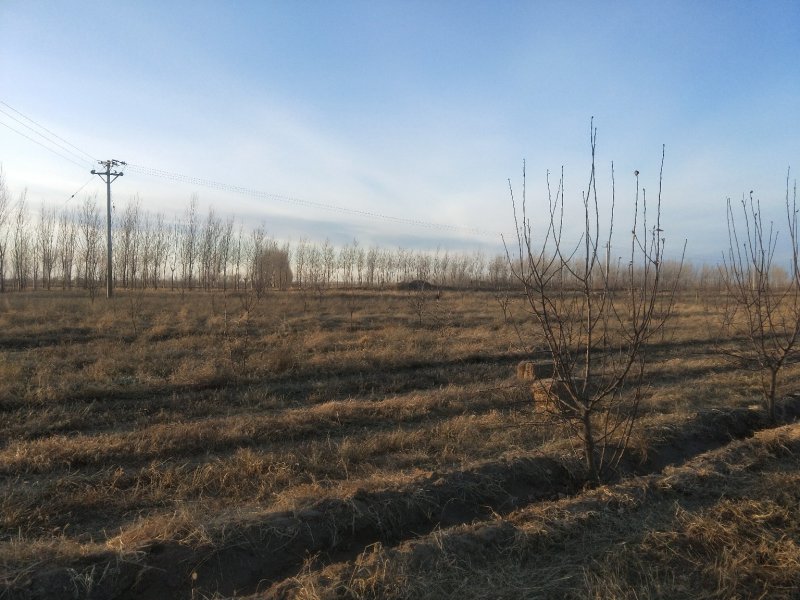无林地两千多亩，五百亩地可以分包