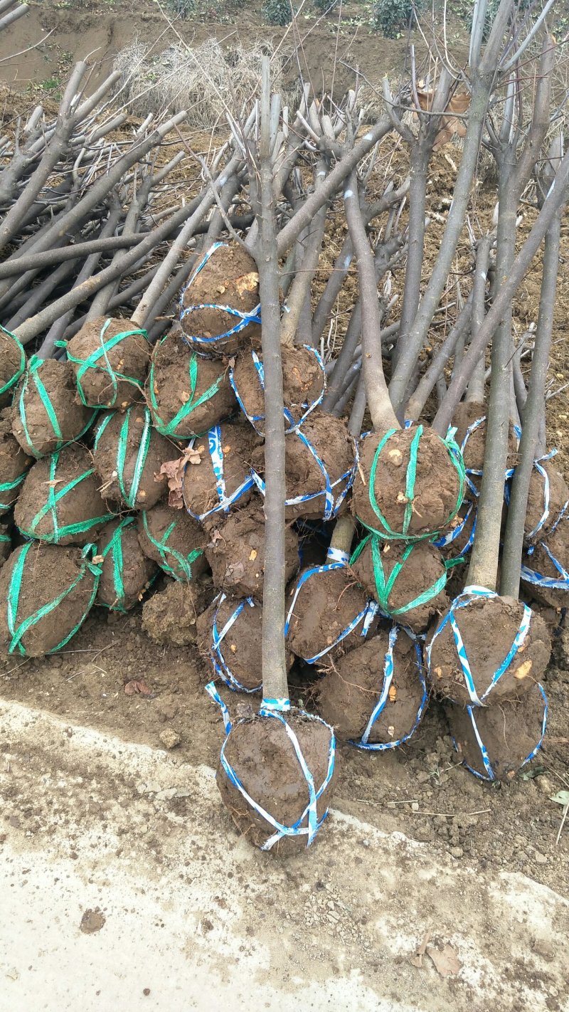 大量出售红叶李5—8公分