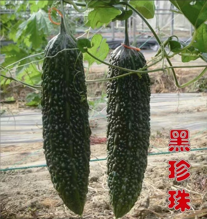 黑珍珠苦瓜