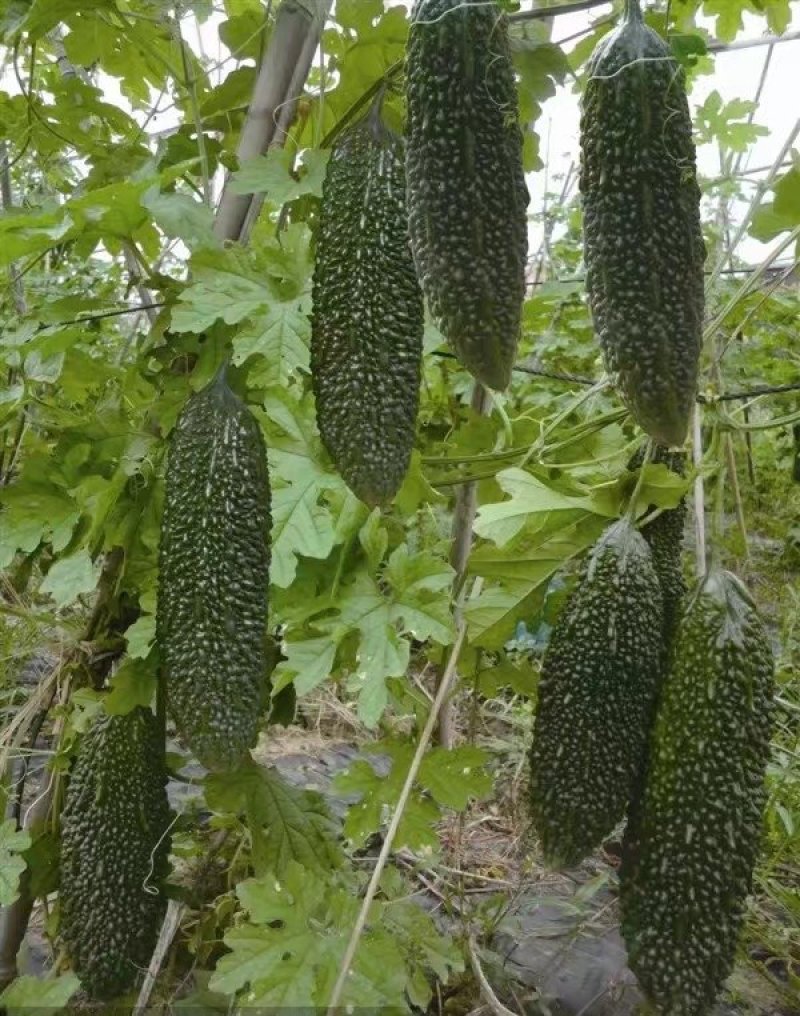 黑珍珠苦瓜