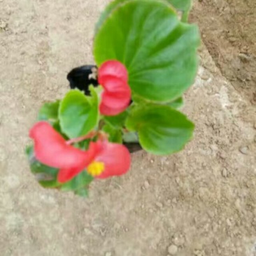 四季海棠