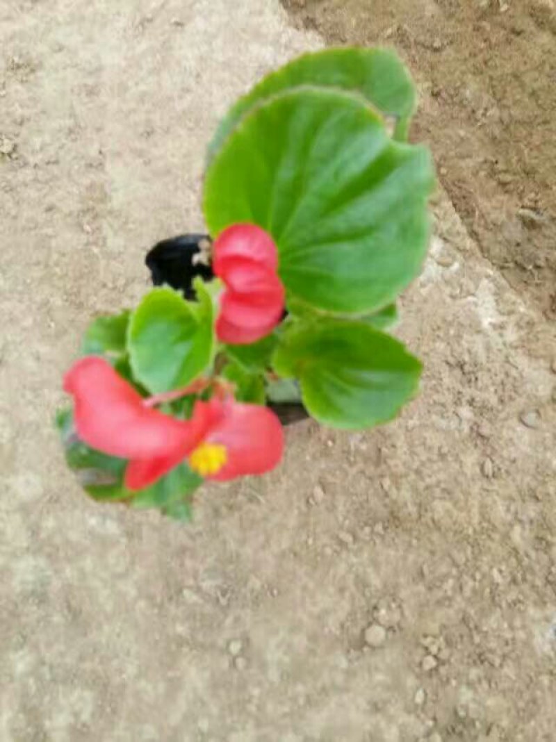 四季海棠