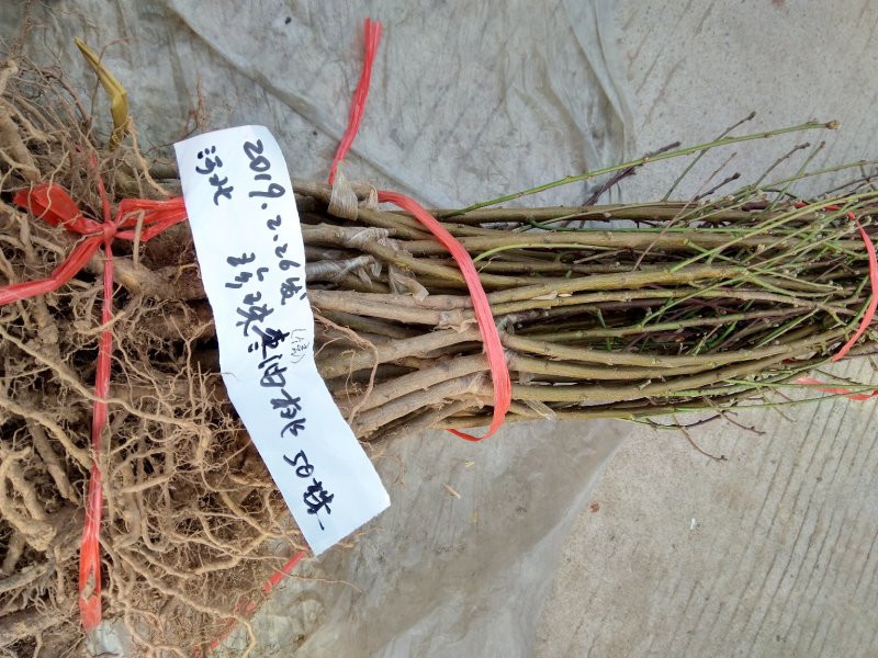 珍珠栆油桃苗甜冬栆味油桃苗栽后两年结果，基地现挖保湿
