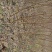 珍珠栆油桃苗甜冬栆味油桃苗栽后两年结果，基地现挖保湿