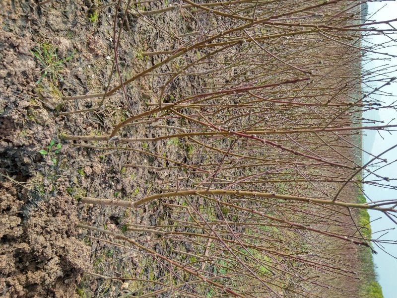 珍珠栆油桃苗甜冬栆味油桃苗栽后两年结果，基地现挖保湿