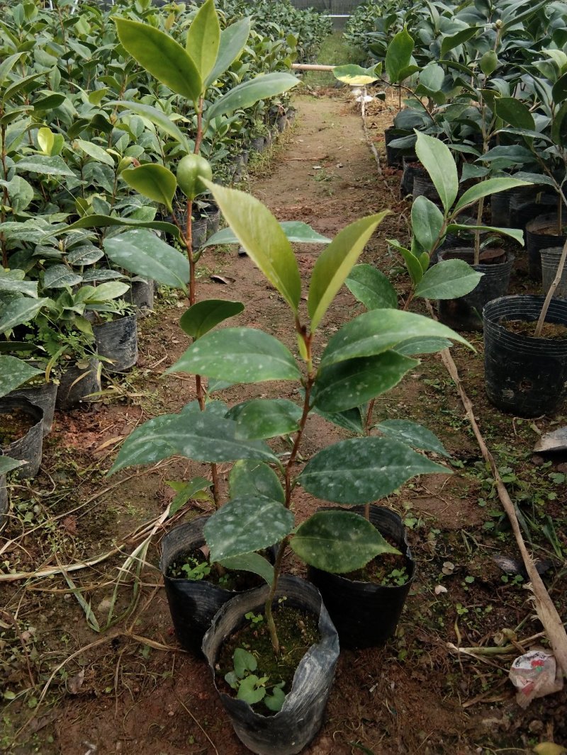各规格茶花苗大红赤丹五色赤丹香茶东方亮白茶花
