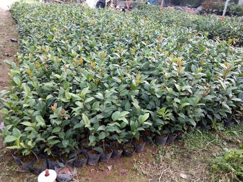 各规格茶花苗大红赤丹五色赤丹香茶东方亮白茶花