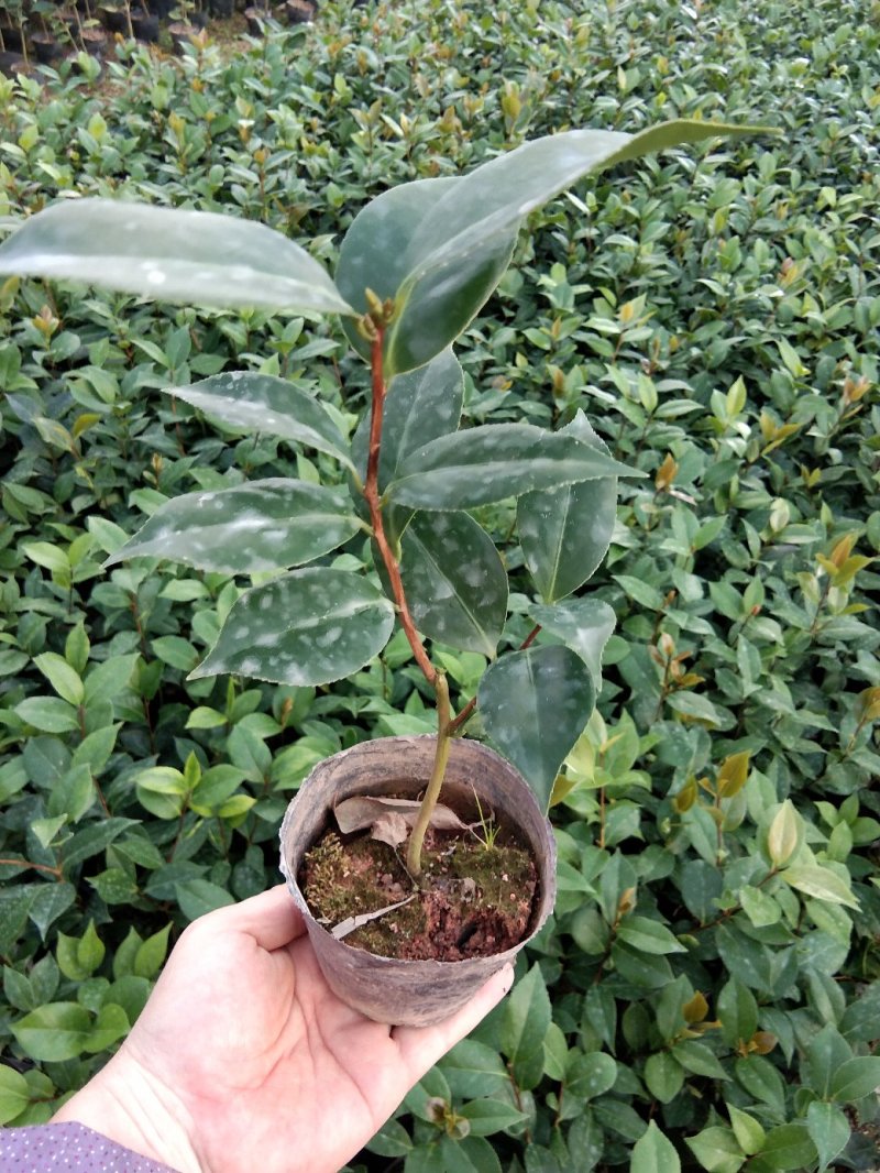 各规格茶花苗大红赤丹五色赤丹香茶东方亮白茶花