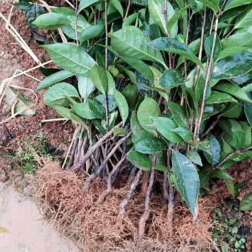 红花油茶苗20-80大果红花油茶