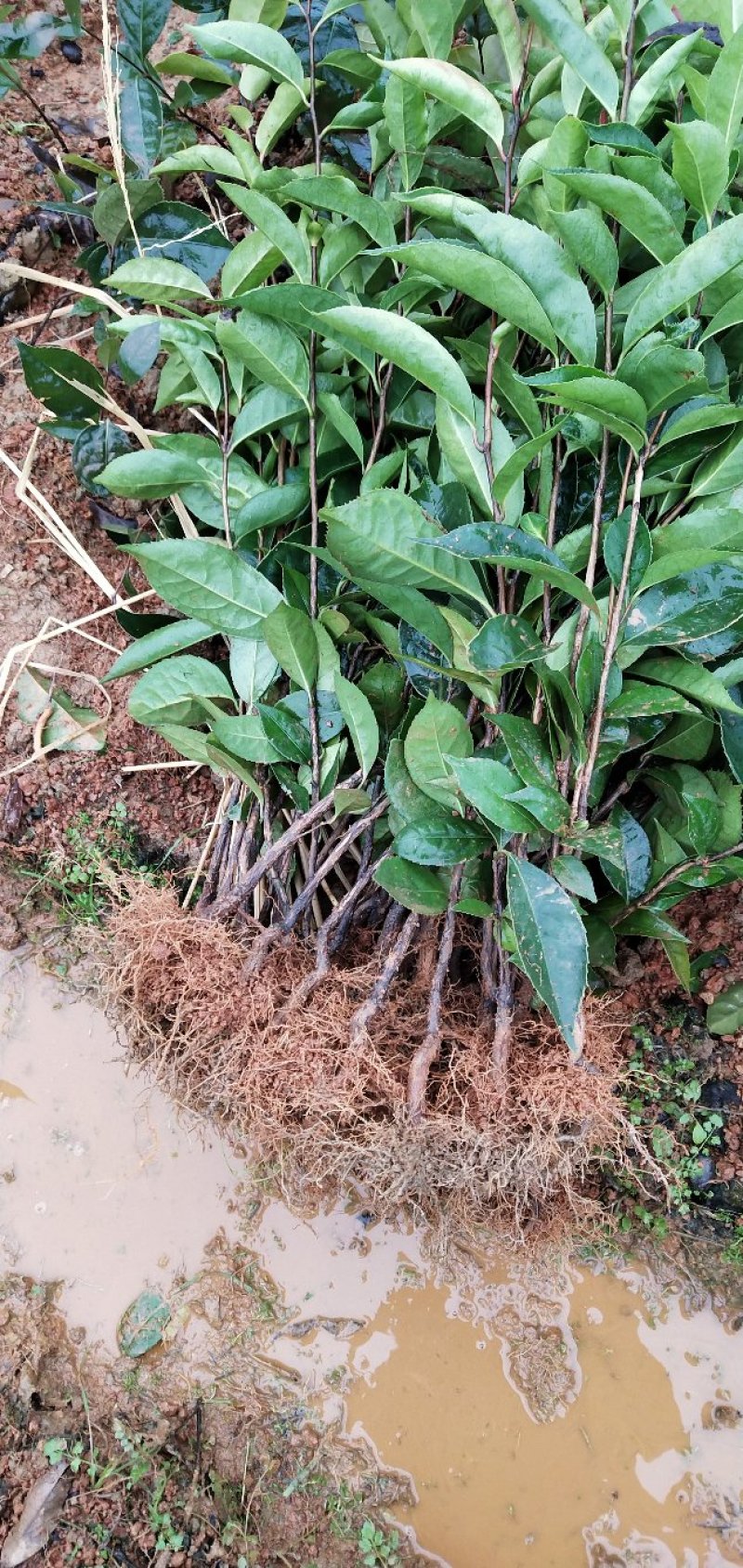 红花油茶苗20-80大果红花油茶