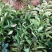 红花油茶苗20-80大果红花油茶