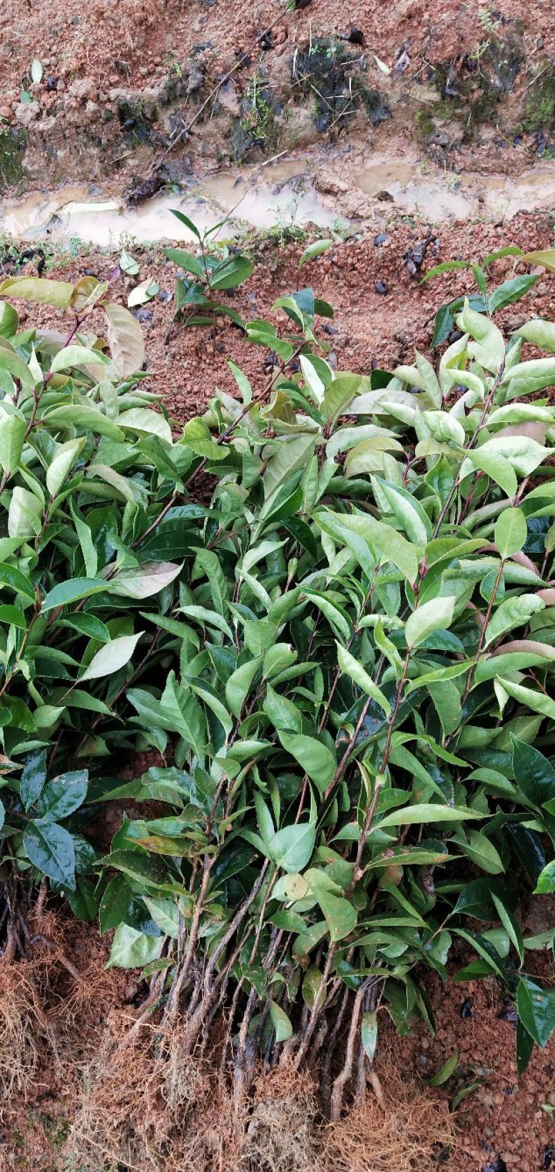 红花油茶苗20-80大果红花油茶