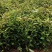 红花油茶苗20-80大果红花油茶