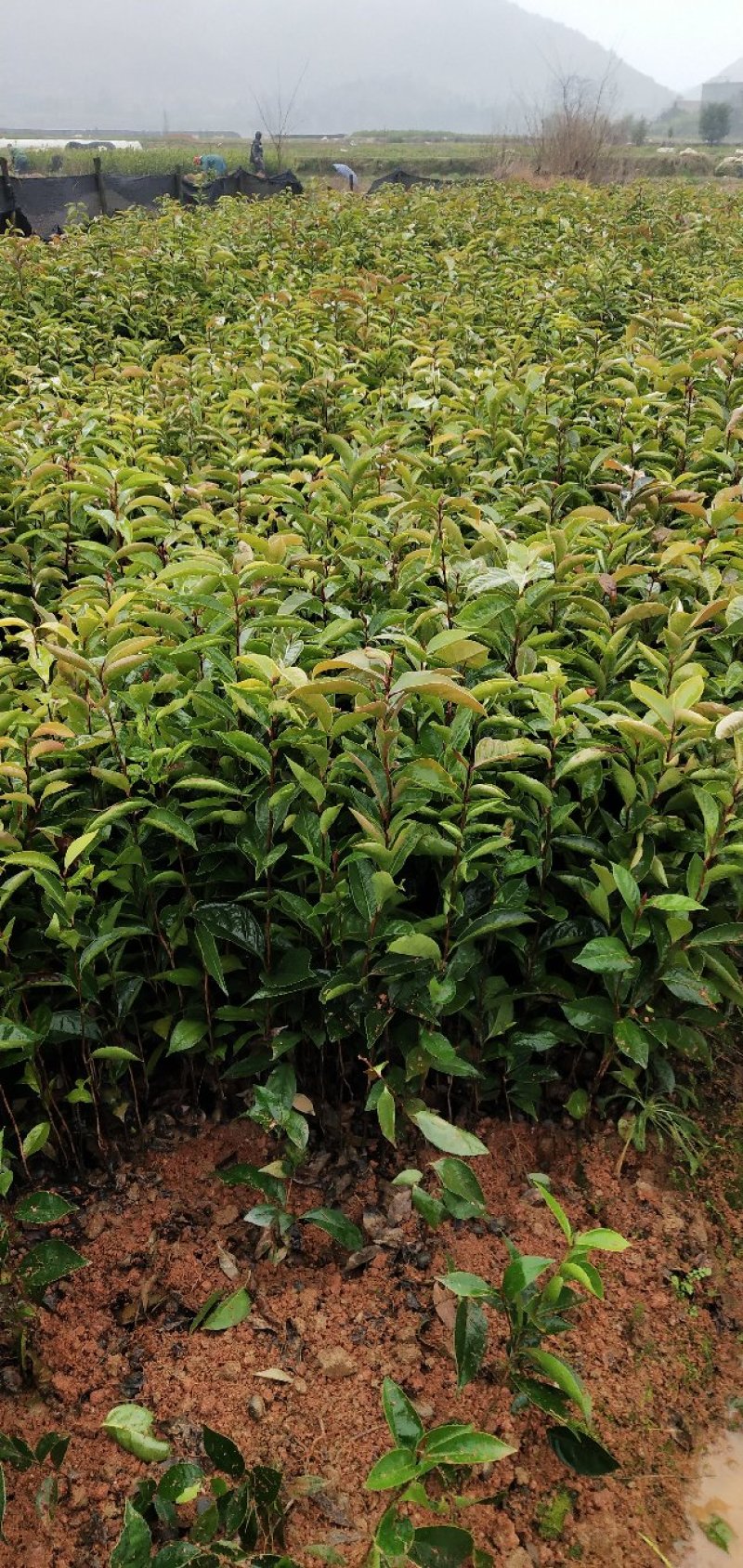 红花油茶苗20-80大果红花油茶