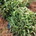 红花油茶苗20-80大果红花油茶