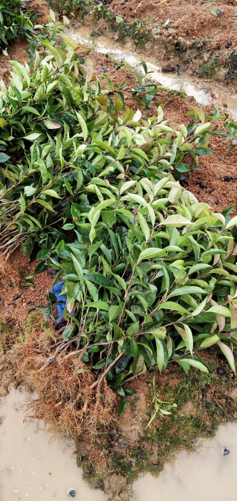红花油茶苗20-80大果红花油茶