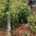 红花油茶苗20-80大果红花油茶
