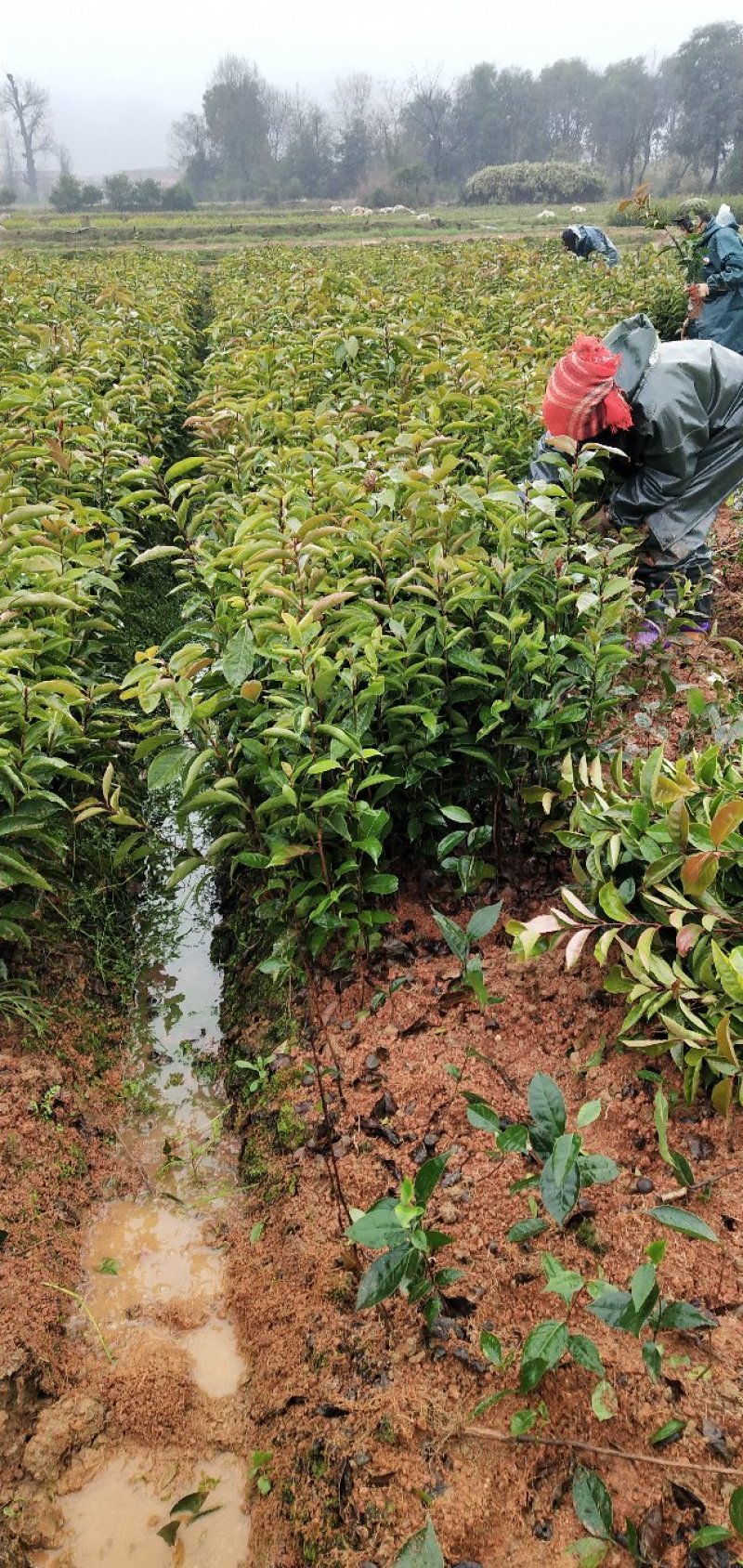 红花油茶苗20-80大果红花油茶