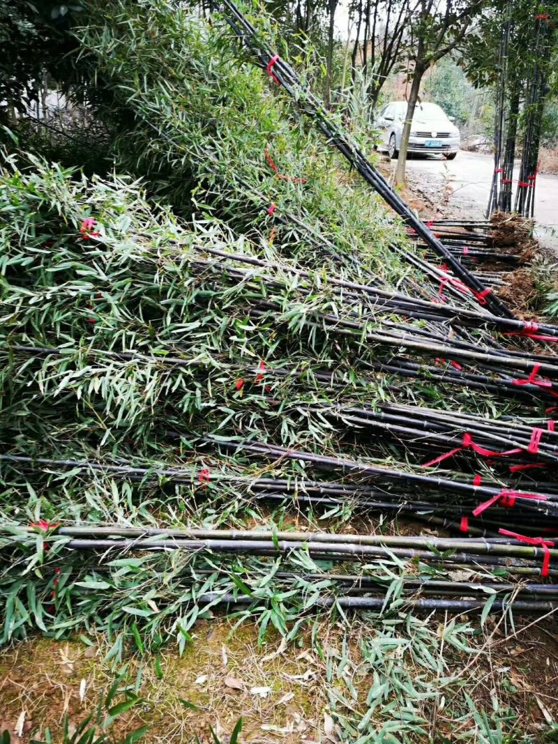 大量批发零售绿竹黄金竹紫竹庭院围墙阳台绿植净化空气好养
