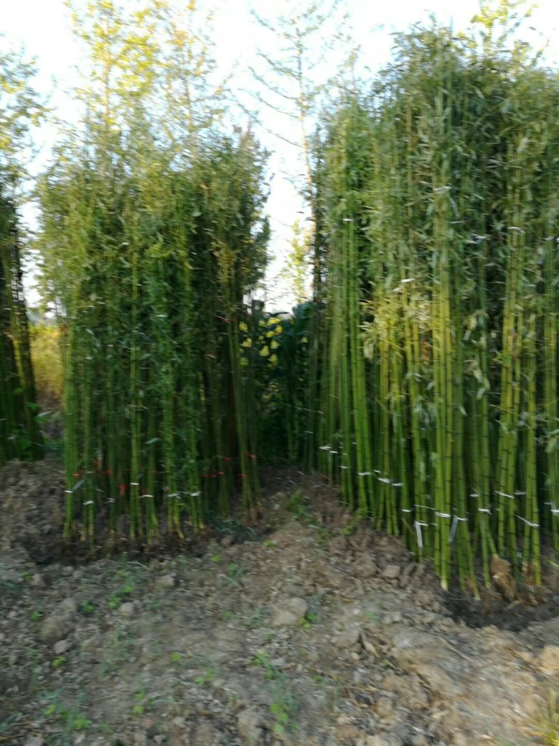 大量批发零售绿竹黄金竹紫竹庭院围墙阳台绿植净化空气好养
