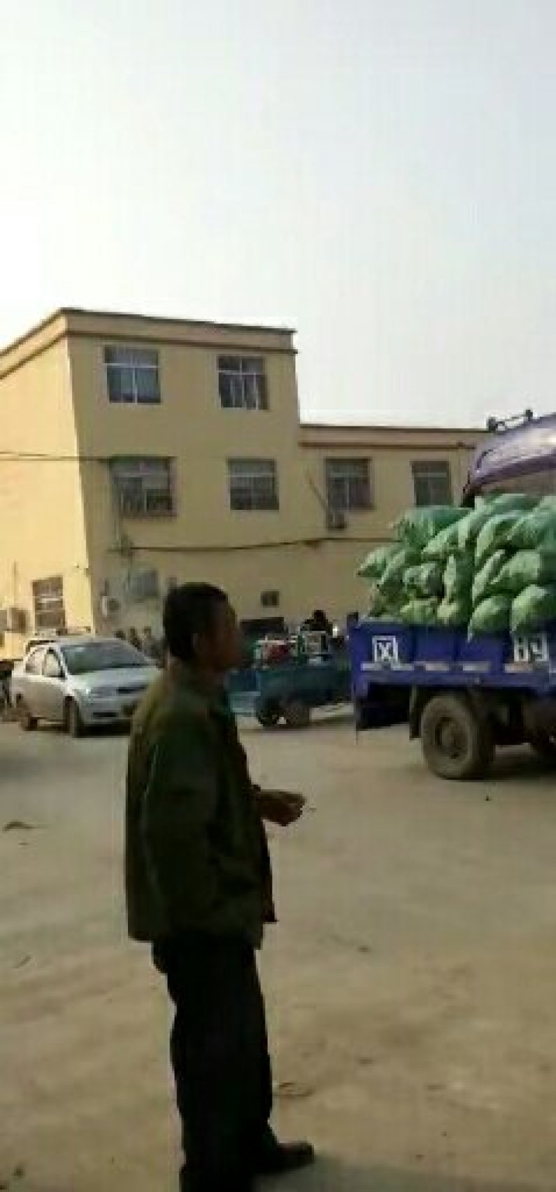 大量供应红薯种薯