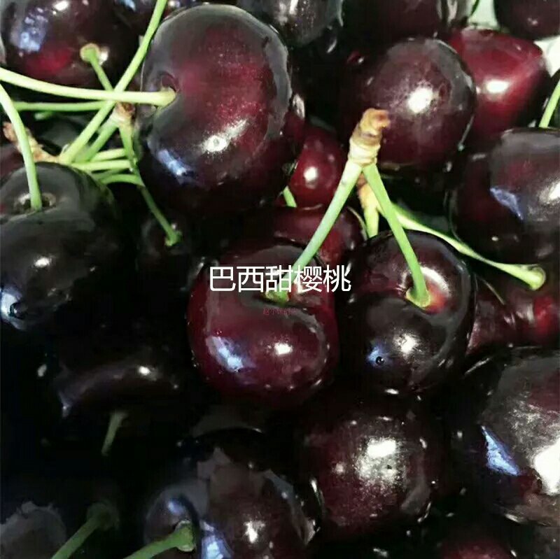 巴西甜樱桃树苗