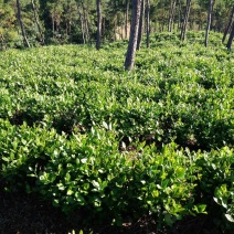 信阳毛尖商城高山茶