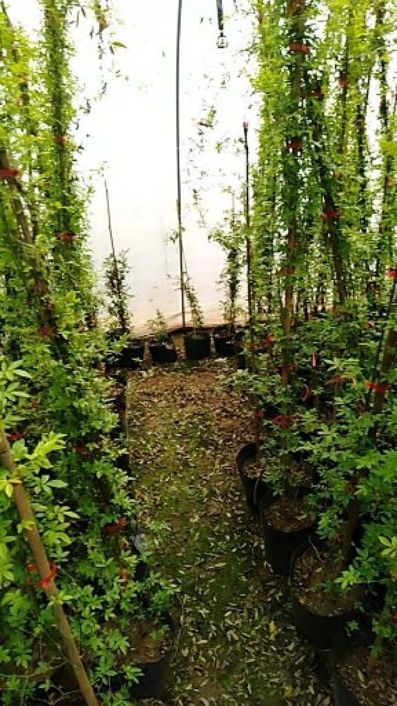 藤本月季小女孩粉色龙沙宝石