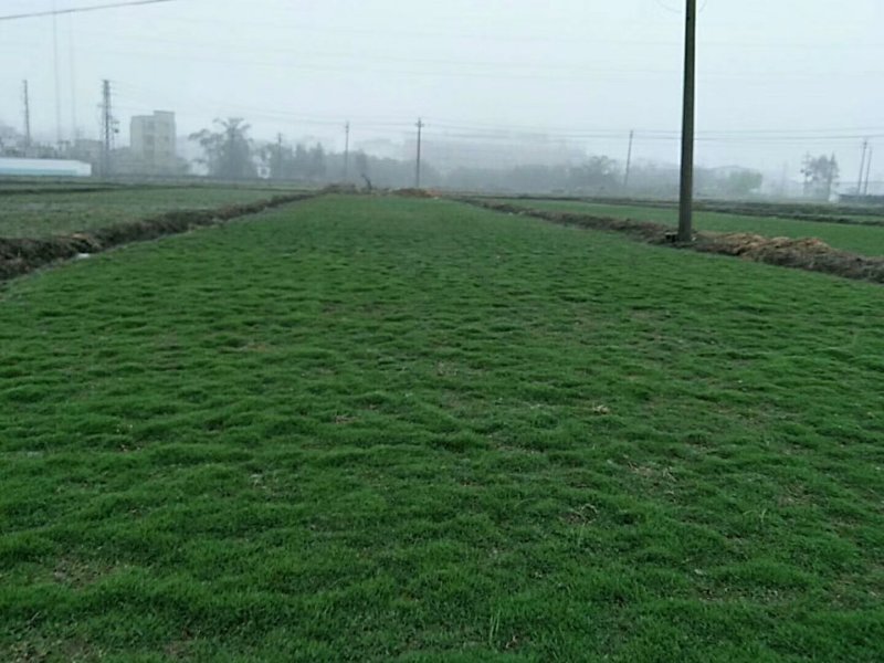 马泥拉草