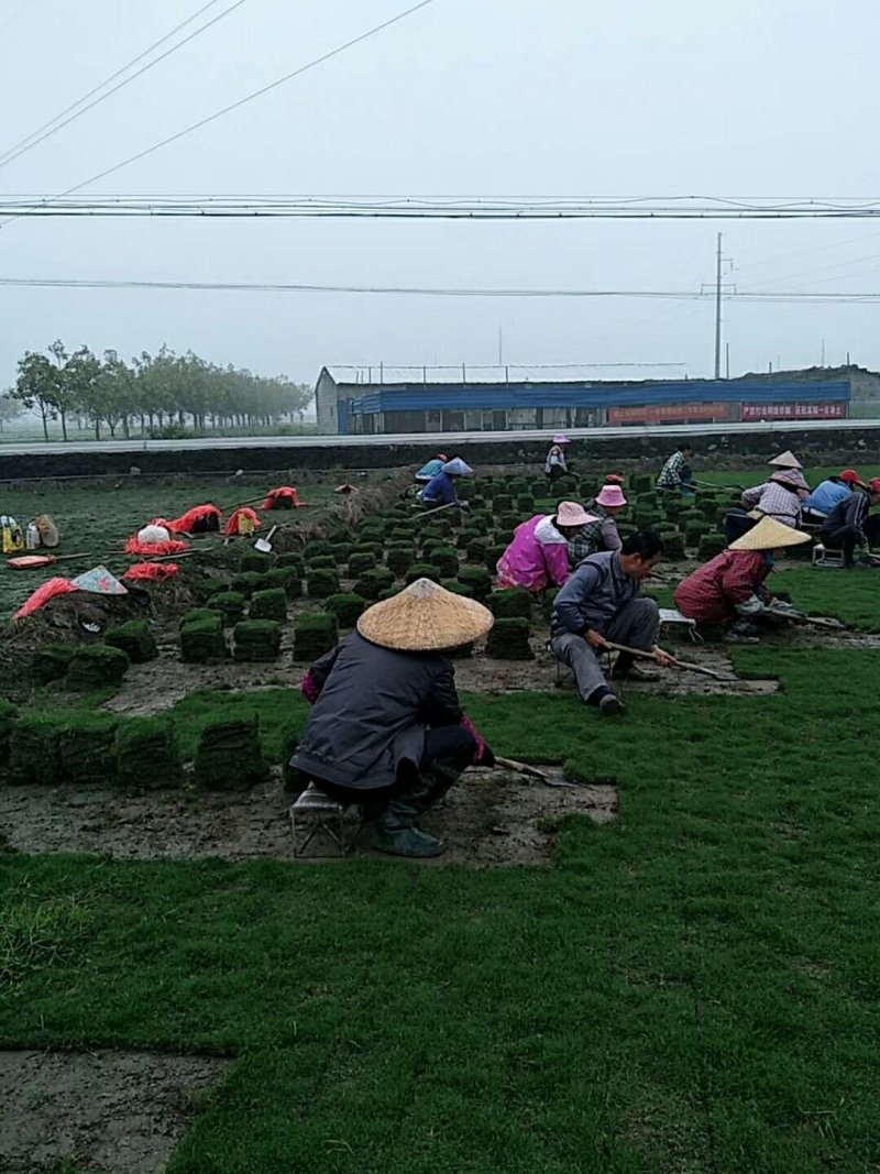 马泥拉草