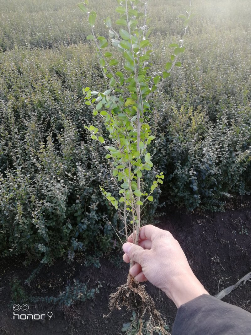 小叶女贞，特价供应，成活率高