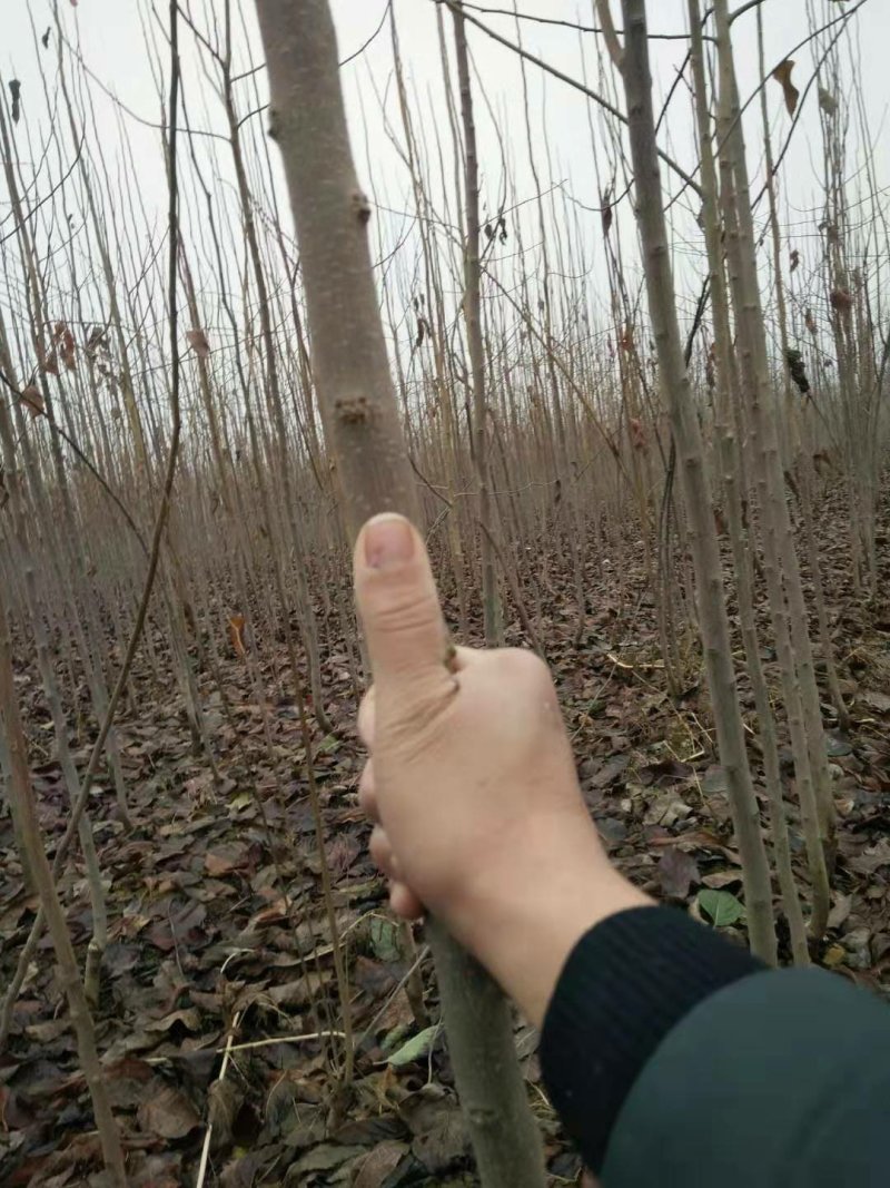 杜仲树