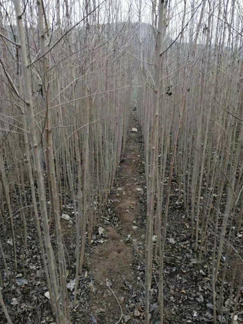 杜仲树