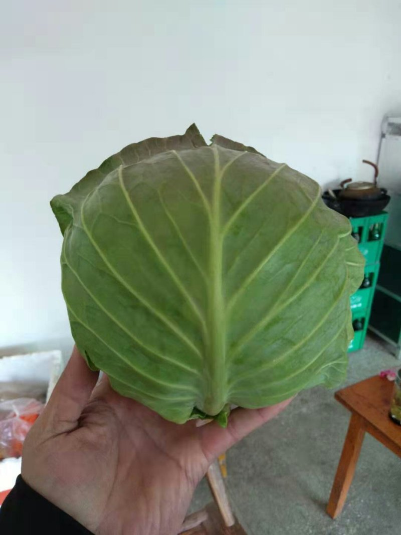 湖北襄阳宜城甘蓝，比久三八大头菜产地