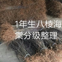 1年生八棱海棠苗，大型机械起苗，人工分拣。根须完整，根深