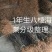 1年生八棱海棠苗，大型机械起苗，人工分拣。根须完整，根深