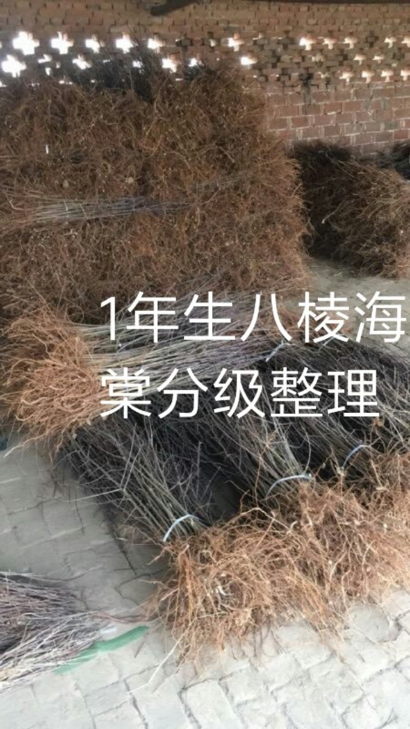 1年生八棱海棠苗，大型机械起苗，人工分拣。根须完整，根深