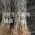 1年生八棱海棠苗，大型机械起苗，人工分拣。根须完整，根深
