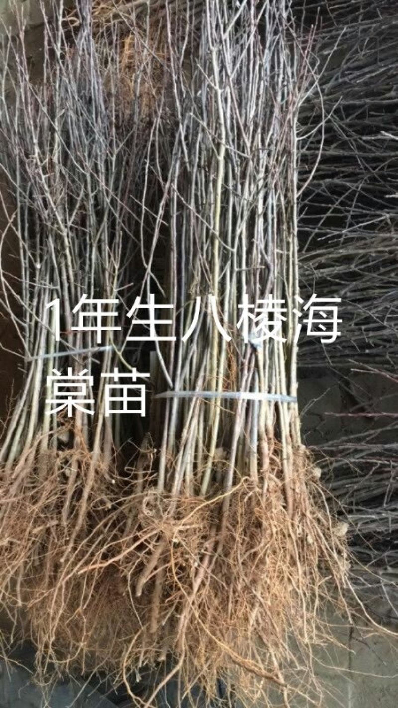 1年生八棱海棠苗，大型机械起苗，人工分拣。根须完整，根深