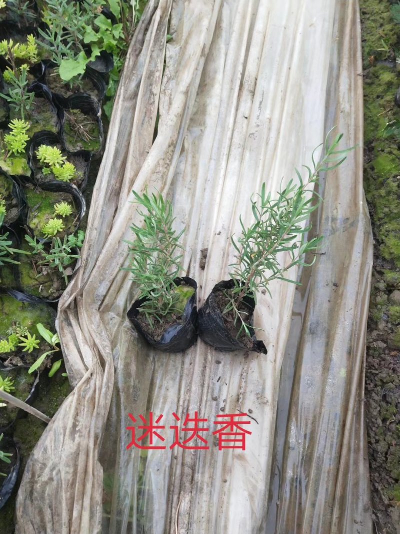 迷迭香